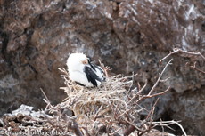 Galapagos-Tiere23.jpg